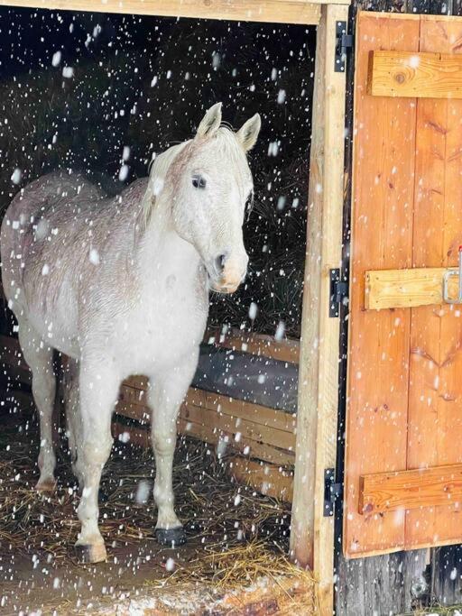 Le Chalet De Bemont Villa Samoëns Eksteriør billede